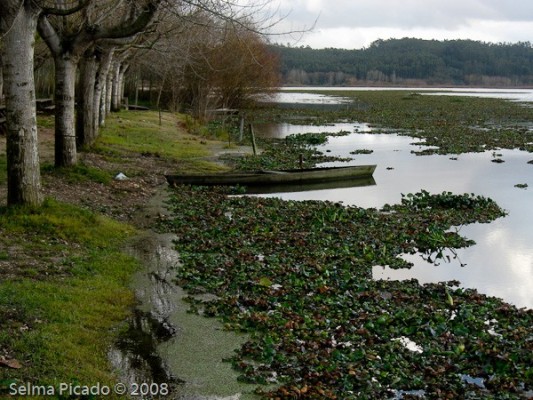 raid Fotográfico Margens da Pateira 2008.12.07